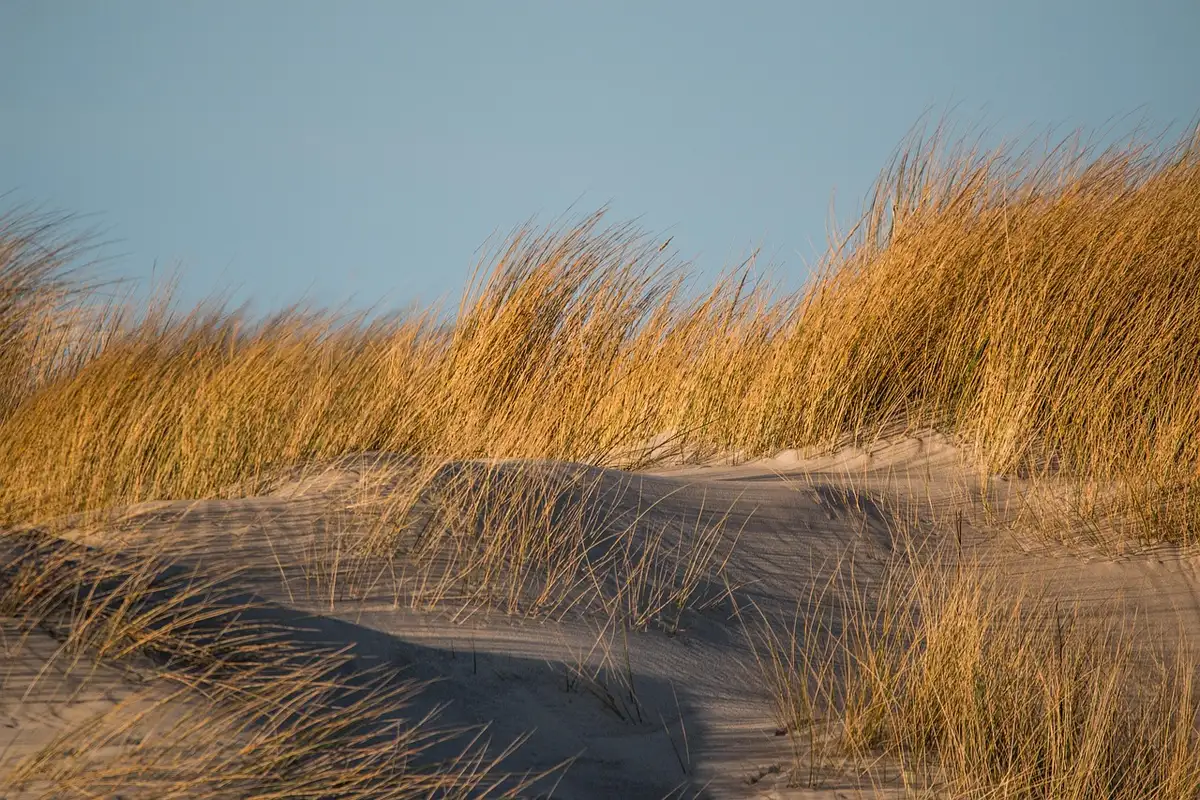 Dunes végétalisées et protections côtières renforçant la résilience du littoral